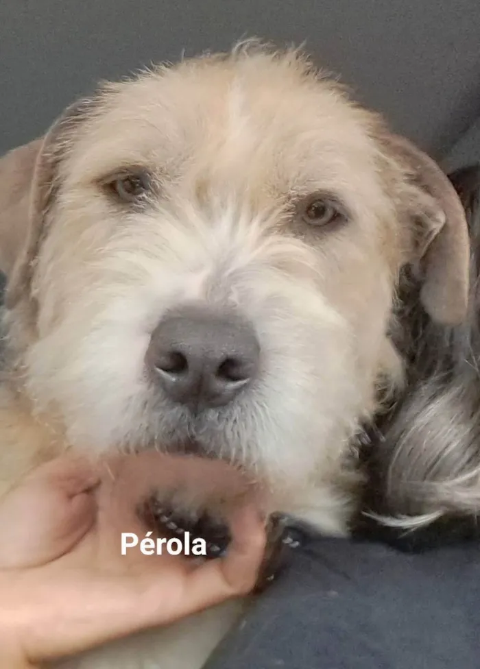 Cachorro raça Srd idade 1 ano nome Pérola 