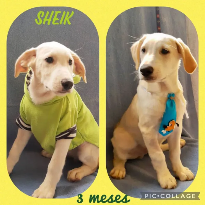 Cachorro raça  idade 2 a 6 meses nome Filhotes 