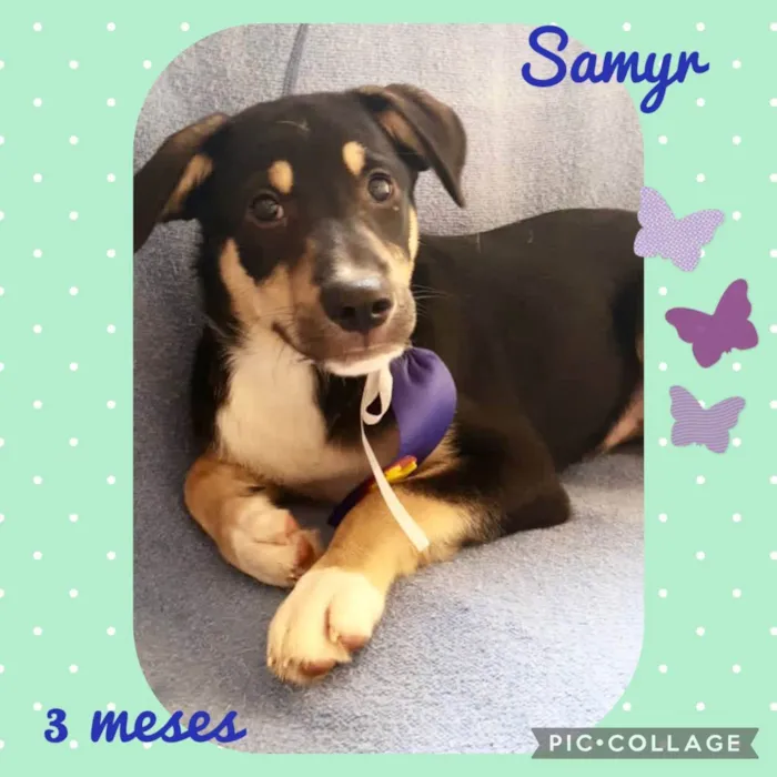 Cachorro raça  idade 2 a 6 meses nome Filhotes 