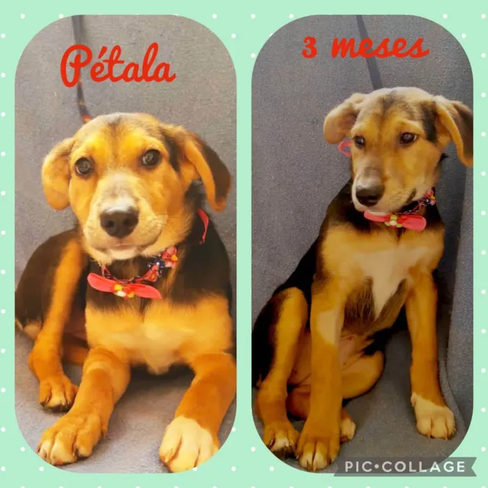 Cachorro raça  idade 2 a 6 meses nome Filhotes 