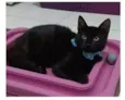 DALILA