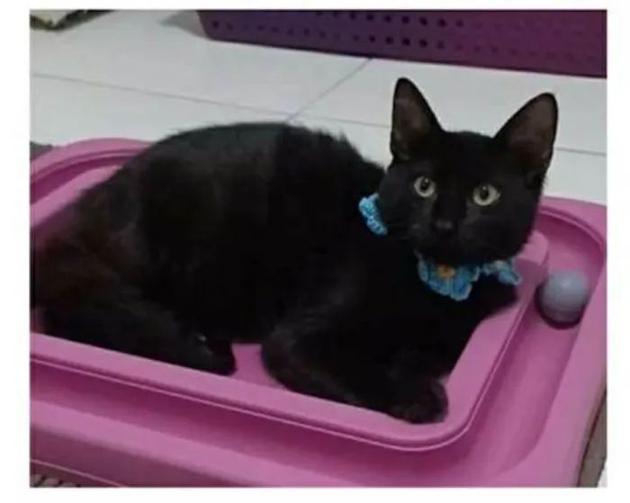 Gato ra a srd idade 2 a 6 meses nome DALILA