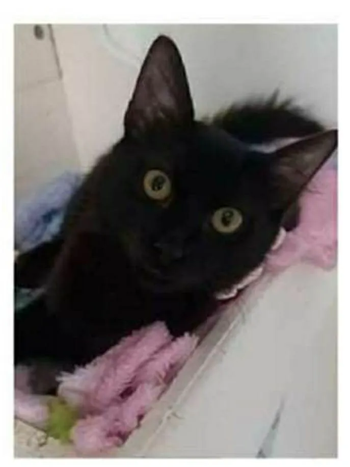 Gato ra a srd idade 2 a 6 meses nome DALILA