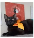 DALILA
