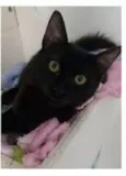 DALILA