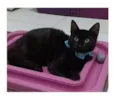 DALILA