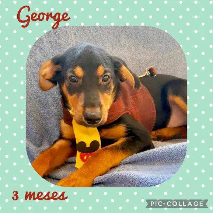 Cachorro raça  idade 2 a 6 meses nome Filhotes 