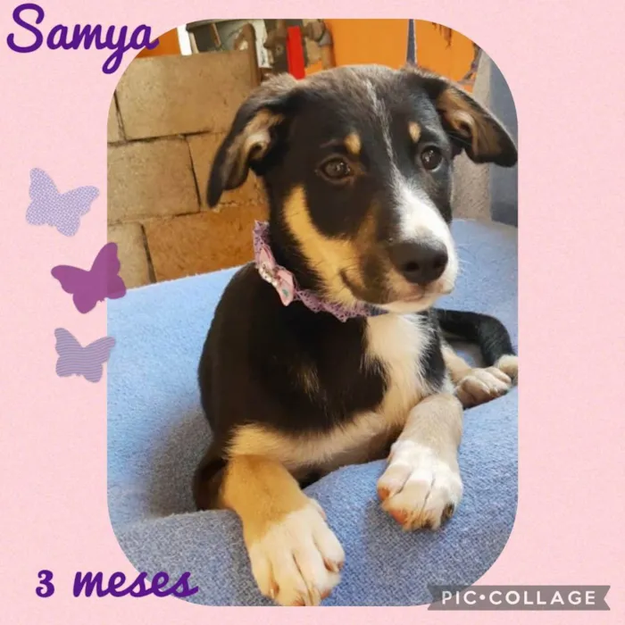 Cachorro raça  idade 2 a 6 meses nome Filhotes 