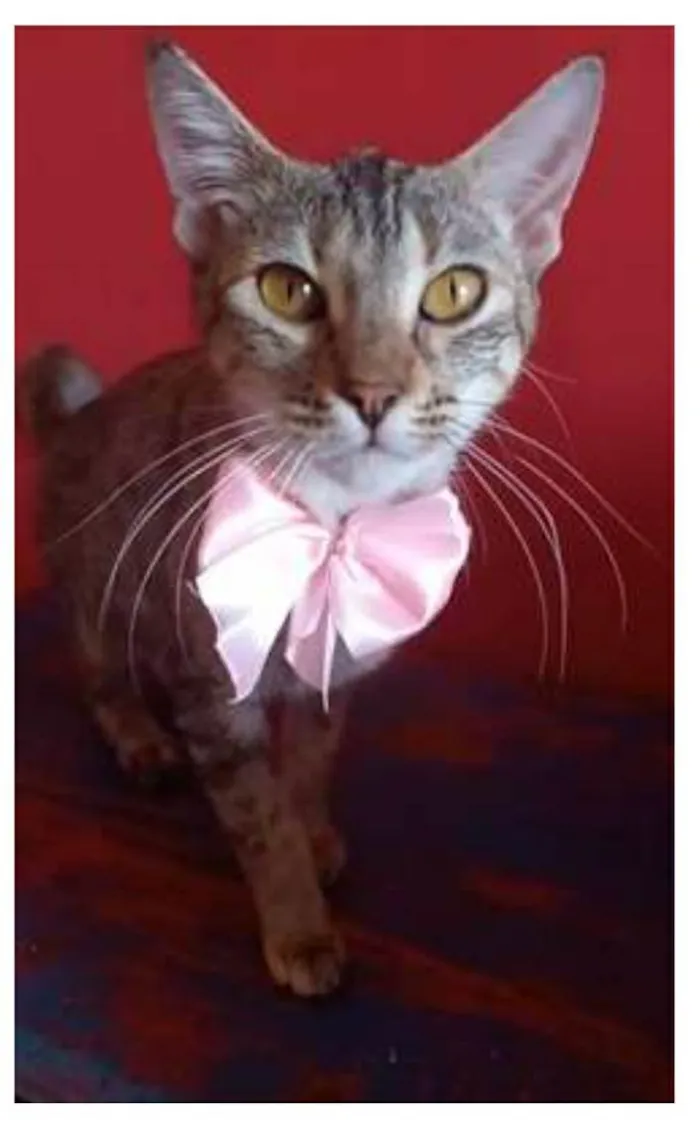 Gato ra a srd tigradinha idade 7 a 11 meses nome AVA