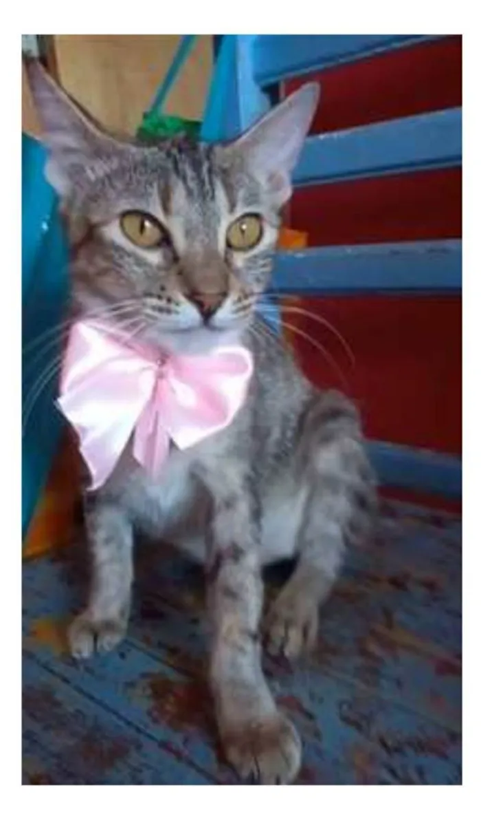 Gato ra a srd tigradinha idade 7 a 11 meses nome AVA