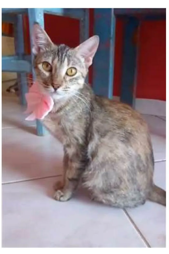 Gato ra a srd tigradinha idade 7 a 11 meses nome AVA