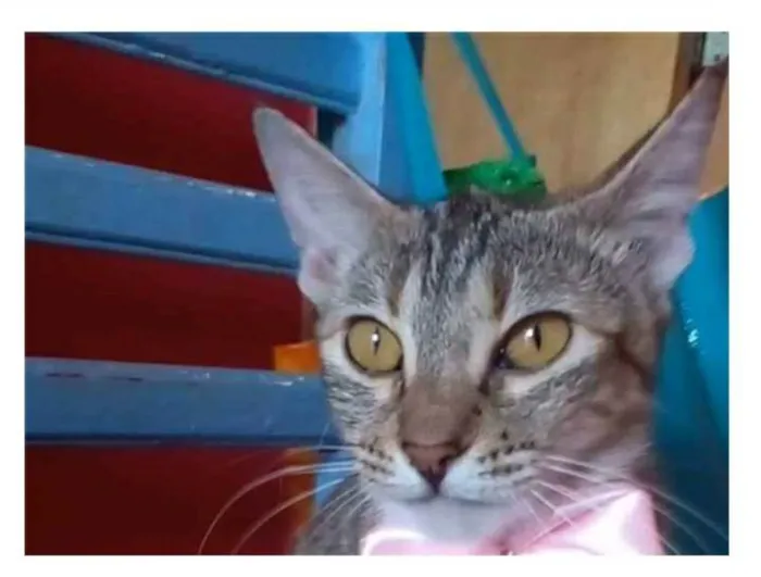 Gato ra a srd tigradinha idade 7 a 11 meses nome AVA