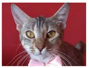 Gato raça srd tigradinha idade 7 a 11 meses nome AVA