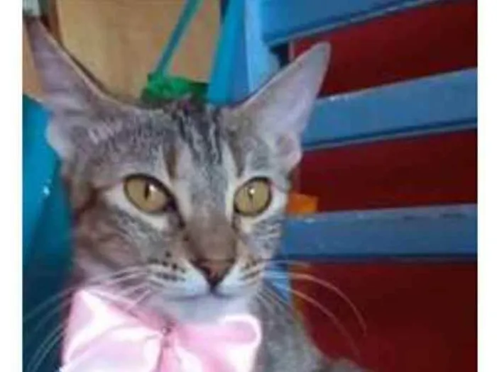 Gato ra a srd tigradinha idade 7 a 11 meses nome AVA