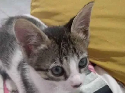 Gato raça Vira-lata idade Abaixo de 2 meses nome Luna
