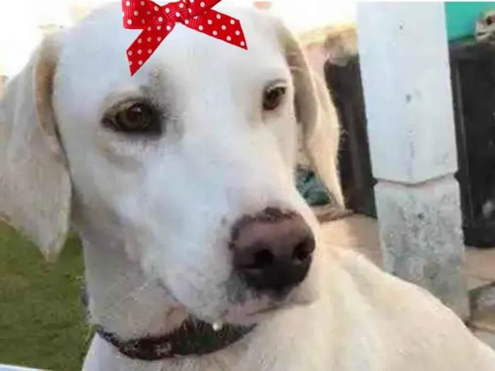 Cachorro ra a Mestiça  idade 2 a 6 meses nome Luna 