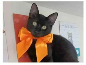 Gato raça srd idade 2 a 6 meses nome DALILA