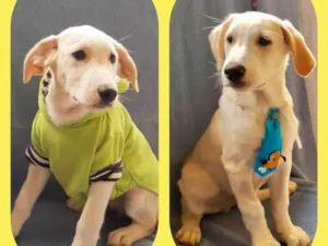 Cachorro raça  idade 2 a 6 meses nome Filhotes 