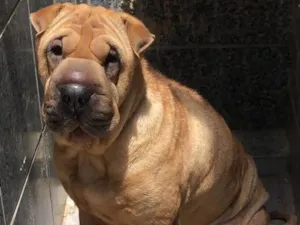 Cachorro raça Sharpei idade 1 ano nome Pandora
