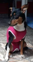 Cachorro raça Srd idade 7 a 11 meses nome Milly