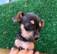 Cachorro raça SRD  idade Abaixo de 2 meses nome Sem Nome