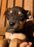 Cachorro raça SRD  idade Abaixo de 2 meses nome Sem Nome