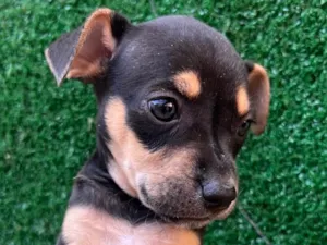 Cachorro raça SRD  idade Abaixo de 2 meses nome Sem Nome