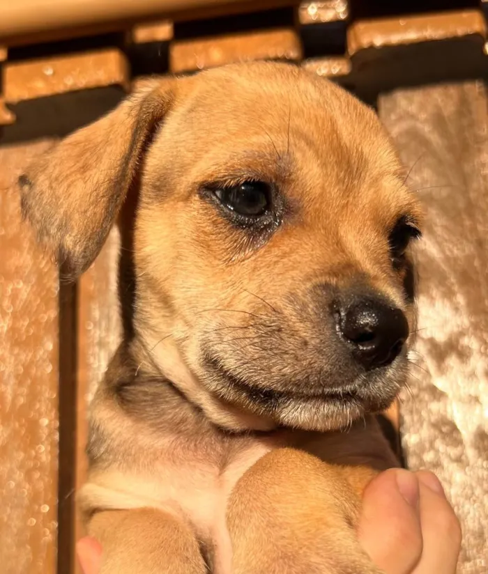 Cachorro raça SRD  idade Abaixo de 2 meses nome Sem Nome