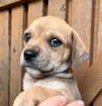 Cachorro raça SRD  idade Abaixo de 2 meses nome Sem Nome