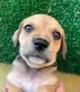 Cachorro raça SRD  idade Abaixo de 2 meses nome Sem Nome
