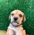 Cachorro raça SRD  idade Abaixo de 2 meses nome Sem Nome