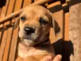 Cachorro raça SRD  idade Abaixo de 2 meses nome Sem Nome