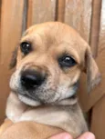 Cachorro raça SRD  idade Abaixo de 2 meses nome Sem Nome