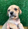 Cachorro raça SRD  idade Abaixo de 2 meses nome Sem Nome