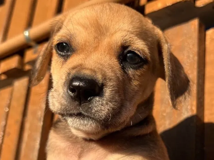 Cachorro raça SRD  idade Abaixo de 2 meses nome Sem Nome