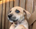 Cachorro raça SRD  idade Abaixo de 2 meses nome Sem Nome