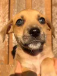 Cachorro raça SRD  idade Abaixo de 2 meses nome Sem Nome
