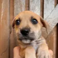 Cachorro raça SRD  idade Abaixo de 2 meses nome Sem Nome