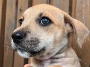 Cachorro raça SRD  idade Abaixo de 2 meses nome Sem Nome