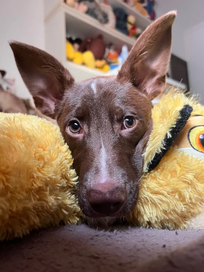 Cachorro raça SRD  idade 2 a 6 meses nome Bee