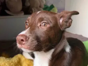 Cachorro raça SRD  idade 2 a 6 meses nome Bee