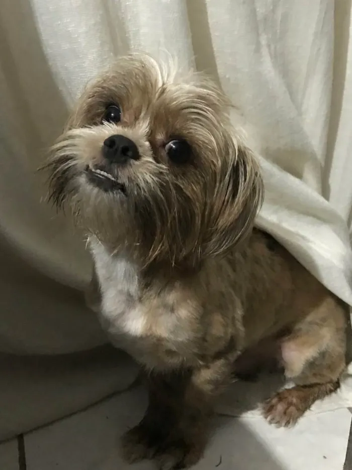 Cachorro ra a shih tzu com yorkshire  idade 1 ano nome theodoro