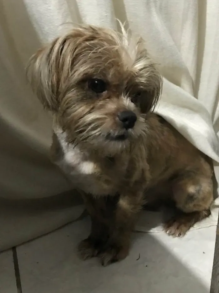 Cachorro ra a shih tzu com yorkshire  idade 1 ano nome theodoro