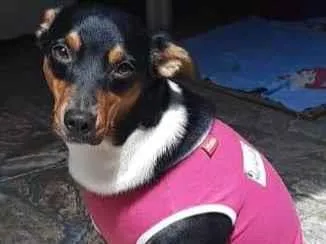 Cachorro raça Srd idade 7 a 11 meses nome Milly