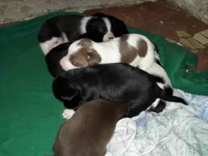 Cachorro raça Mestiço  idade Abaixo de 2 meses nome Bebês da Laisa 