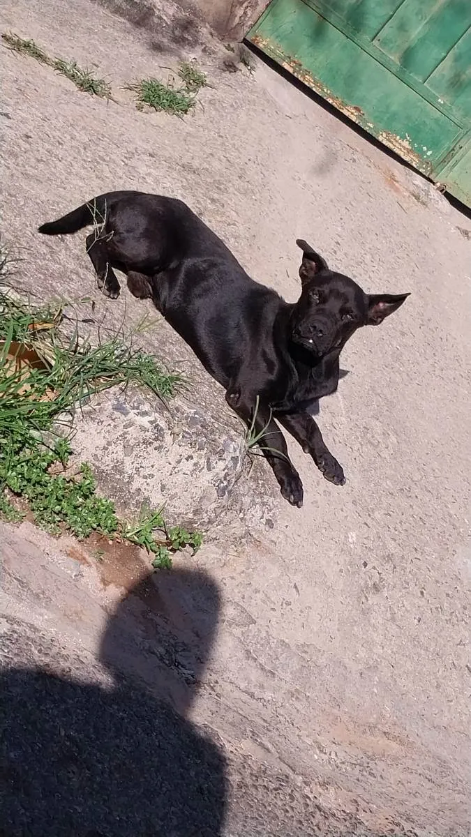 Cachorro ra a Vira lata idade 1 ano nome Sem nome