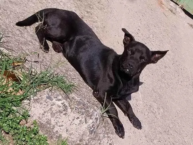 Cachorro ra a Vira lata idade 1 ano nome Sem nome