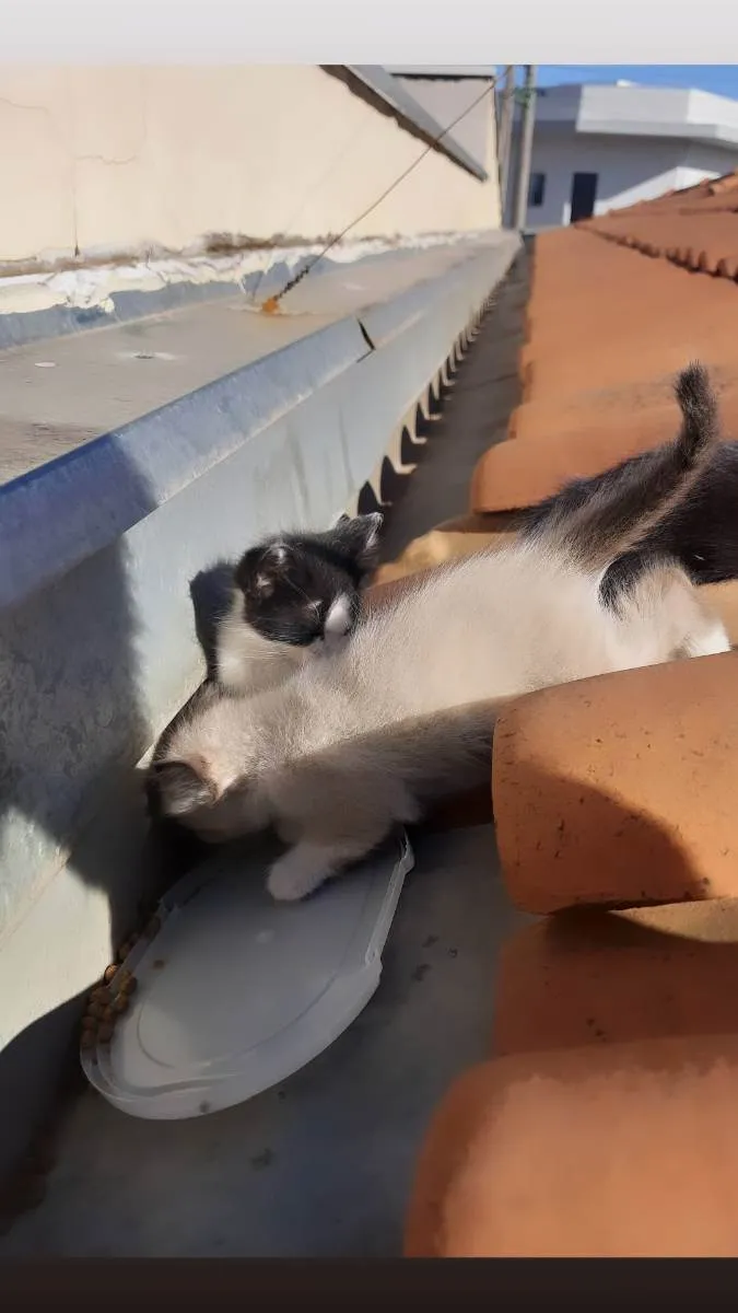 Gato ra a Srd idade Abaixo de 2 meses nome Indefinido 