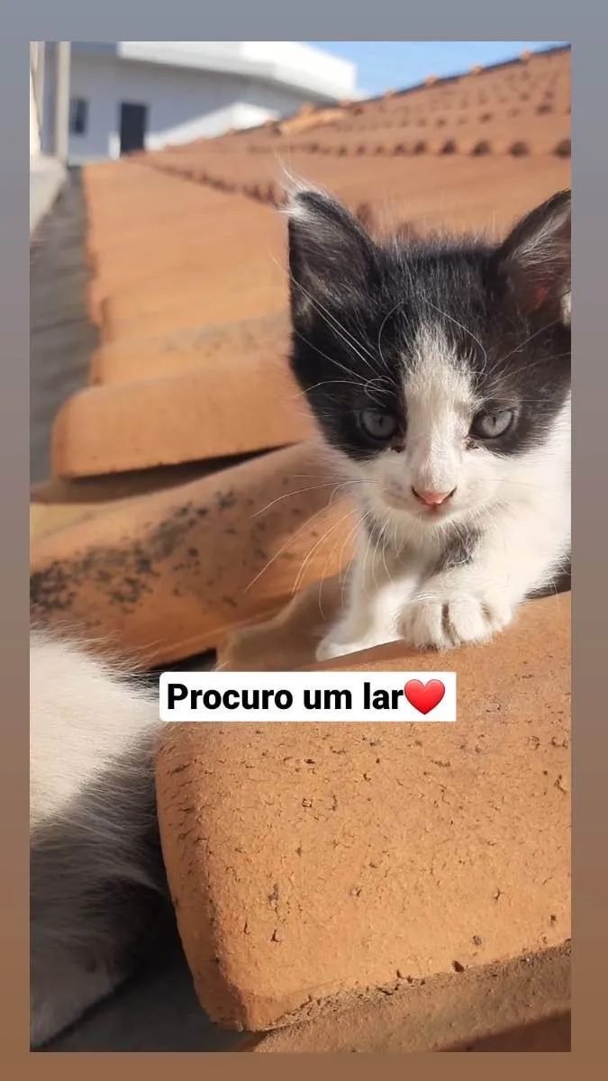 Gato ra a Srd idade Abaixo de 2 meses nome Indefinido 