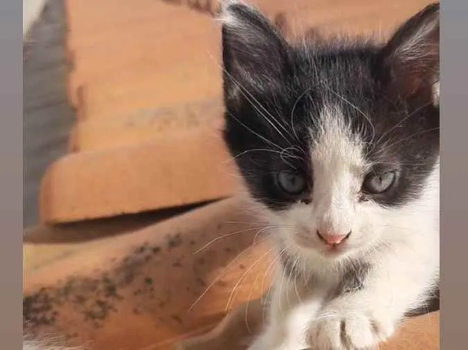 Gato ra a Srd idade Abaixo de 2 meses nome Indefinido 